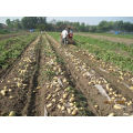 Tractor montado cosechadora de patatas / cosechadora de batata